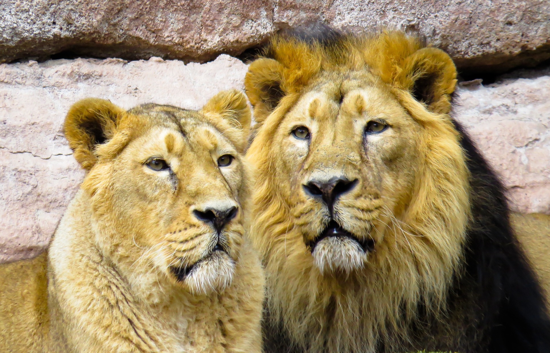 パートナーのライオン夫婦